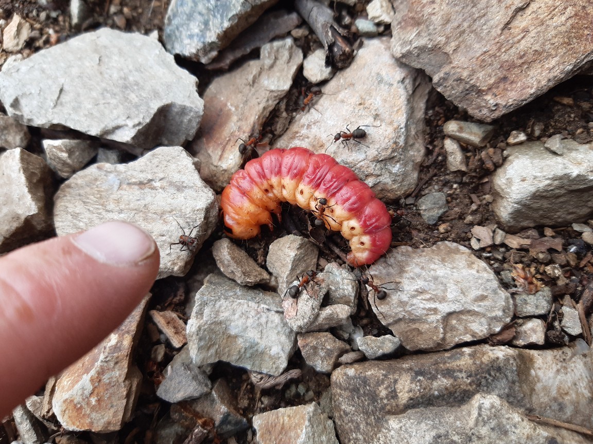 Post insectes et autres petites bestioles Forum