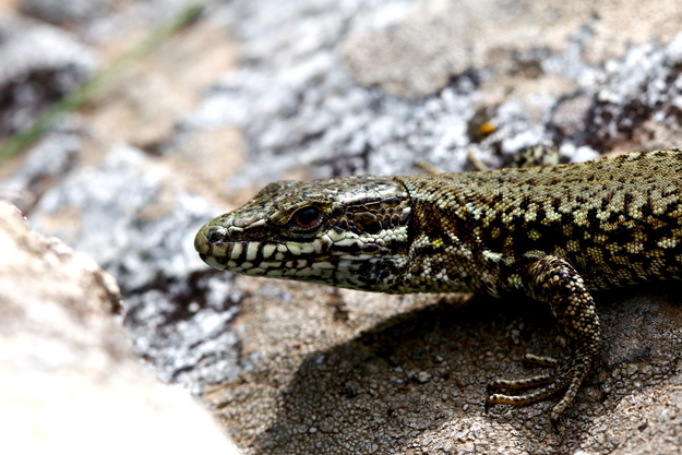 lézard_des_murailles_8293_pd