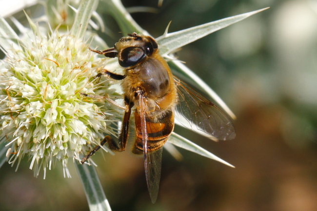 Eristalis_tenax_6779_r2d