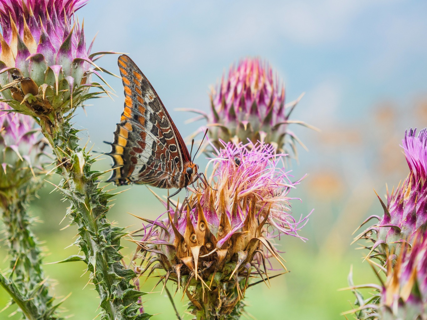 1760686842_889530583