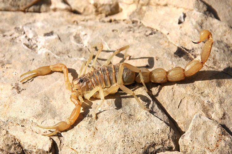 scorpion languedocien