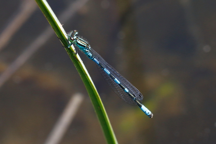 Agrion_hasté_8660_rpd