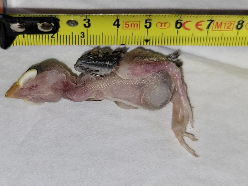 poussin_mort 1