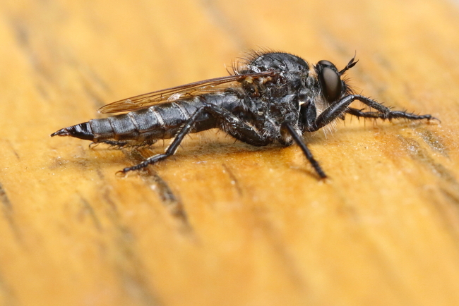 Post insectes et autres petites bestioles Forum