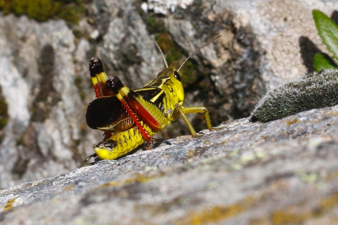 Post insectes et autres petites bestioles Forum