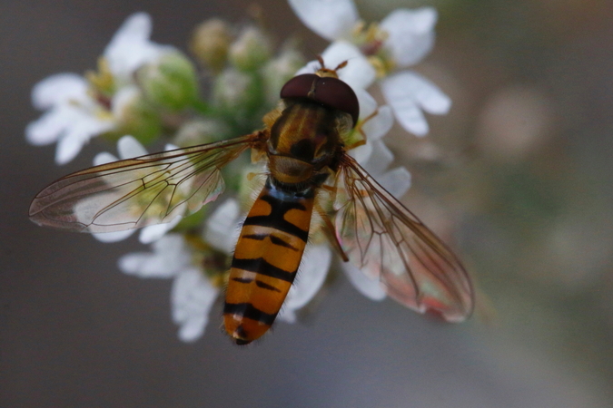 Post insectes et autres petites bestioles Forum