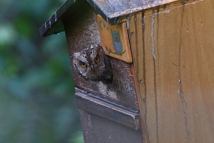 Scops_2417_r1pd