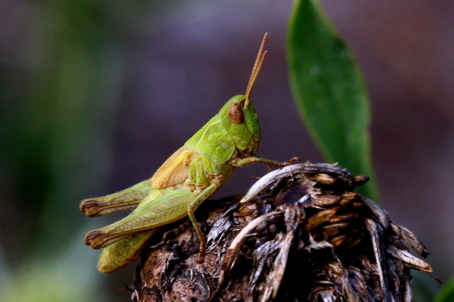 Post insectes et autres petites bestioles Forum