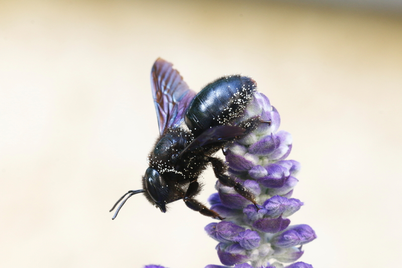 Xylocopa_violacea_6057_d