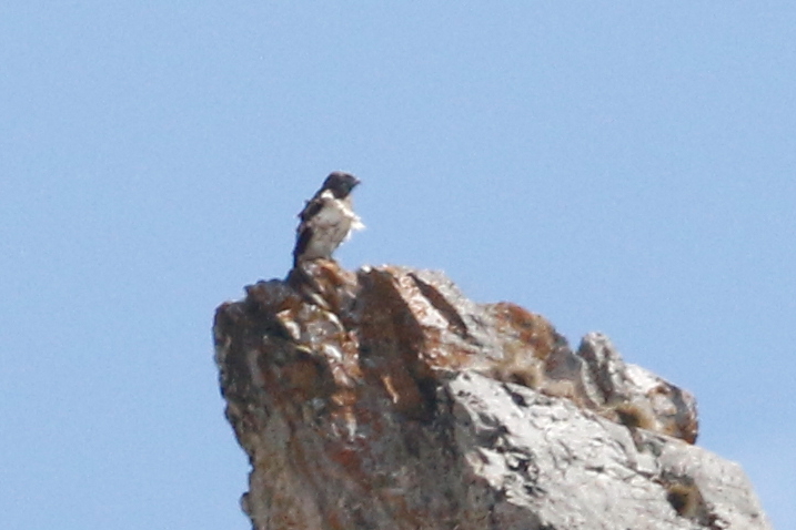 Rapace_X_2199_r