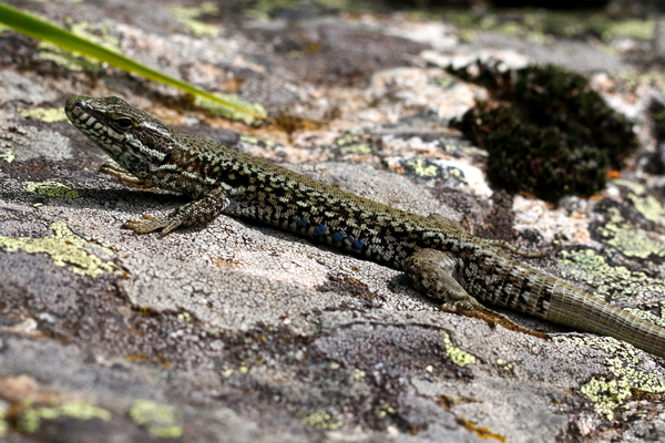 lézard_des_murailles_8284_rpd