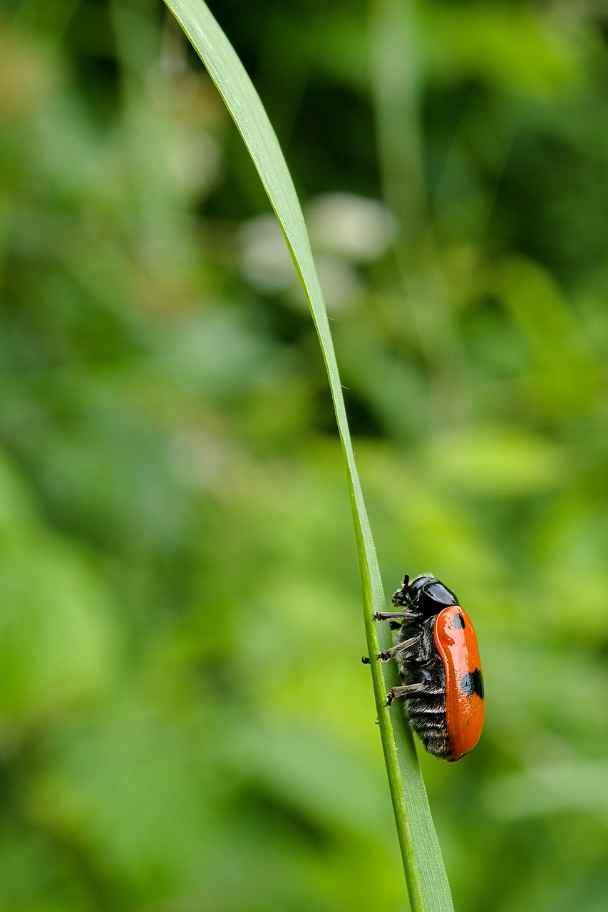 Post insectes et autres petites bestioles Forum