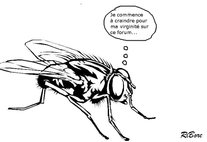 mouche