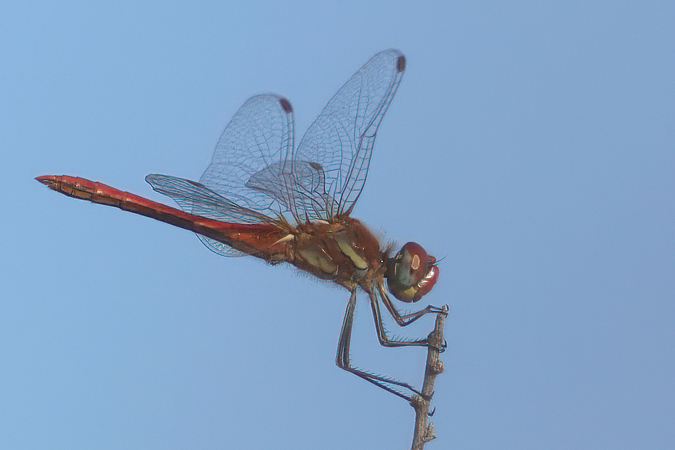 IMG_6511-675 sympetrum de fonscolombe