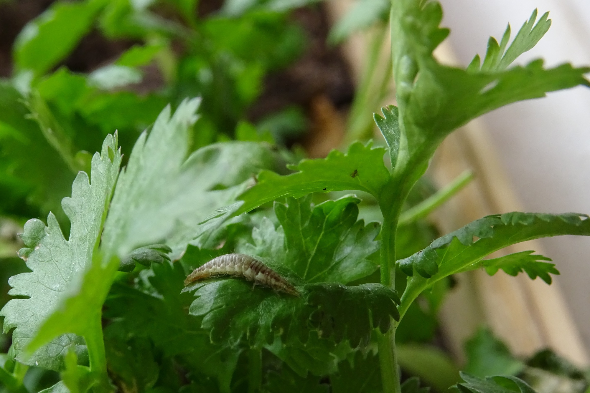 Post insectes et autres petites bestioles Forum