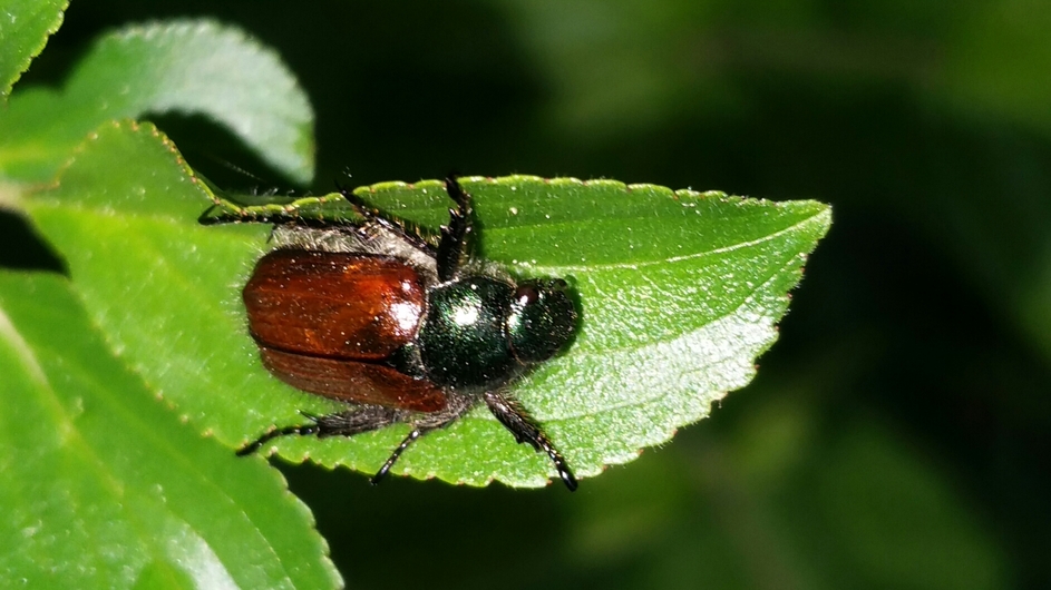 Post insectes et autres petites bestioles Forum