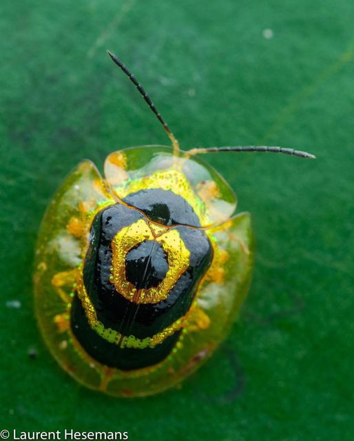 Post insectes et autres petites bestioles Forum