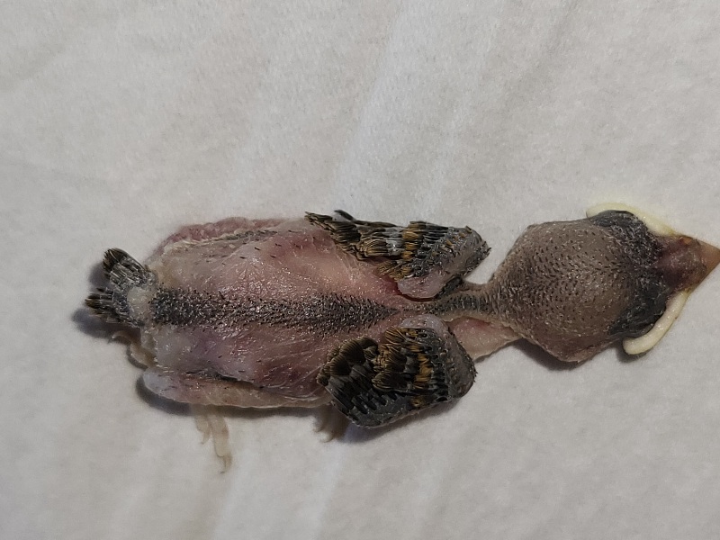 poussin_mort 2