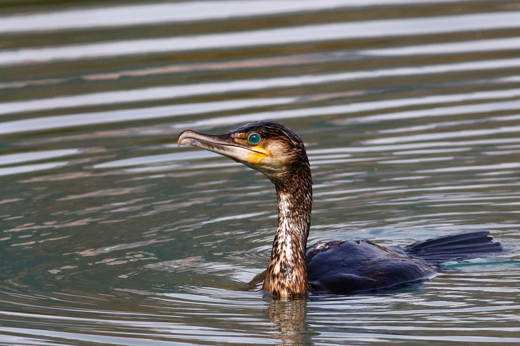 Grand_cormoran_0703_rpd