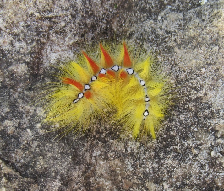 chenille