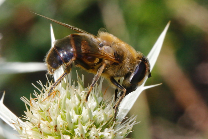 Eristalis_tenax_6812_rd