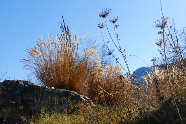 herbes_0025_prd