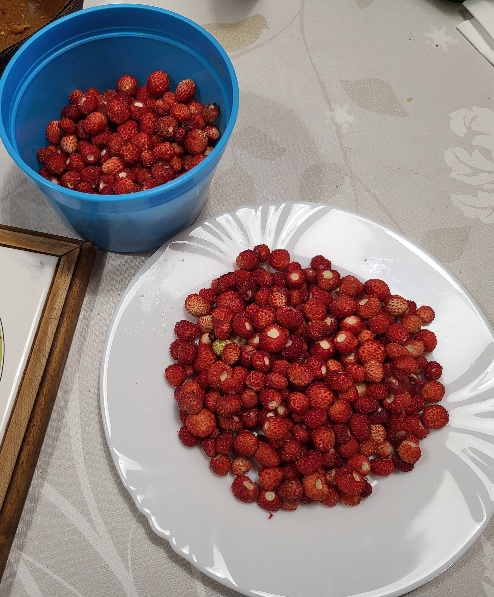 Fraises des bois 2026