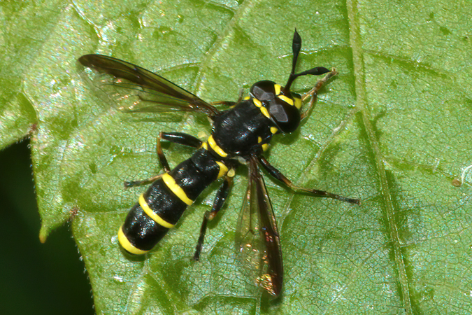 IMG_8774Ceriana conopsoides675