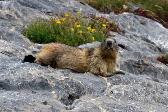 marmotte_9898_2d